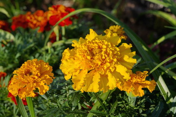 Marigolds (Lat. Tagetes) bloom in the garden
