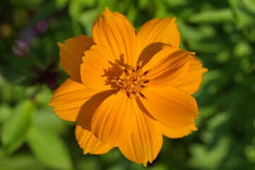 Cosmea sulfurous yellow (Latin Cosmos sulphureus) in the garden close-up
