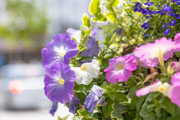 町中のフラワードーム