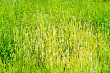 Green grasses grow on a field in Siberia on a hot sunny summer day