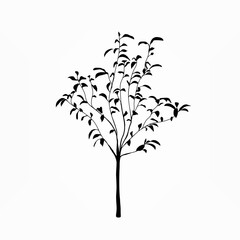 Magnolia tree black and white illustration
