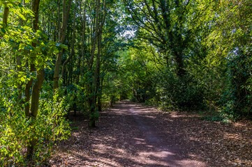 A view down a pathway in Grace Dieu Wood in Leicestershire, UK in summertime