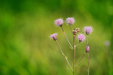 Green grasses grow on a field in Siberia on a hot sunny summer day