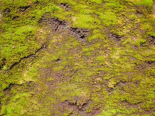 苔生す地面　緑の背景素材