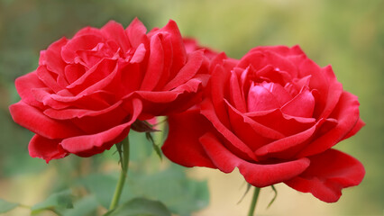 Flower of red Rose in the summer garden. Symbol of Love. Red Roses with shallow depth of field. Beautiful Rose in the sunshine. garden rose on a bush in a summer garden. Flower bush. 