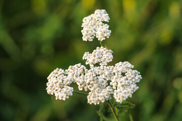 Green grasses grow on a field in Siberia on a hot sunny summer day