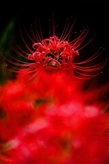 情熱の花