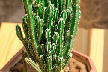 Close up cereus peruvianus in pot, Fairy Castle Cactus (Acanthocereus Tetragonus) in pot.