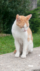 Fototapeta na wymiar Gato naranja y blanco en parque