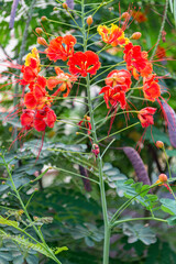 Caesalpinia pulcherrima pink variant. Pink Dwarf Poinciana, Pride of Barbados, Bird of Paradise, Peacock Flower 