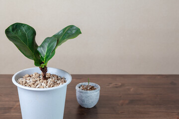 ボタニカルライフ