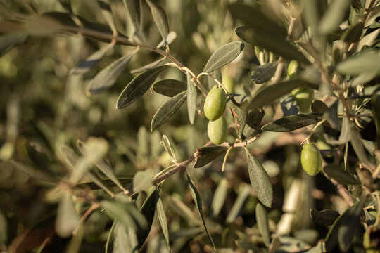 close-up of green olives on tree. Island of Crete, Greece