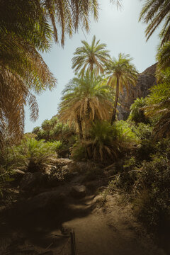 Green palm trees in a tropical forest at palm beach, preveli beach on the island of Crete in Greece. summer vacation