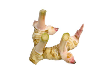 Fresh galangal rhizomes root can use for herbal