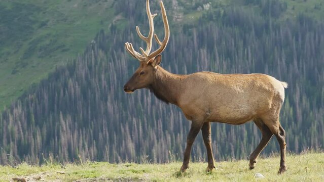 Wild Elk in Rocky Mountains Grazing 
