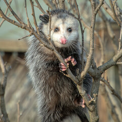 Ontario possum in tree early spring looking camera 