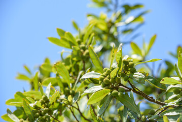 Young fruit of Japanese bayberry, on the tree