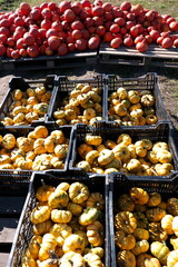 Kürbis, Zierkürbis, Halloween, Butternut,
Hokkaido, Mikrowellenkürbis, Bischofsmütze
Zier-Kürbis ,Gartenkürbis
