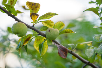 Young fruits of flowering quince, on the tree