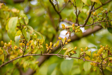 Fruit of cornus officinalis, Beginning ripe Japanese cornelian cherry, on the branch