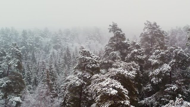 Aerial view of winter forest with snow. Flight over a misty winter forest.