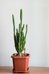 Cereus peruvianus in pot, Fairy Castle Cactus (Acanthocereus Tetragonus) in pot.