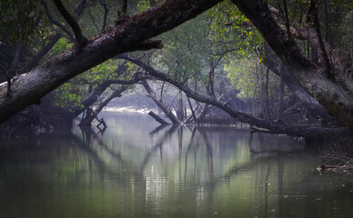 A canal in Sundarbans.Sundarbans is the biggest natural mangrove forest in the world, located between Bangladesh and India.this photo was taken from Bangladesh. - obrazy, fototapety, plakaty