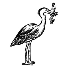 Fototapeta premium heron bird with frog line art sketch PNG illustration with transparent background