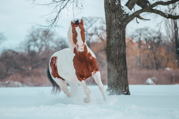 Pinto horse running in the snow in the wood. Beautiful horse playing in the snow. Winter horse...