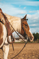 Pinto horse portrait in the sunset. Western horse close-up. Cowboy horse in the sand arena.