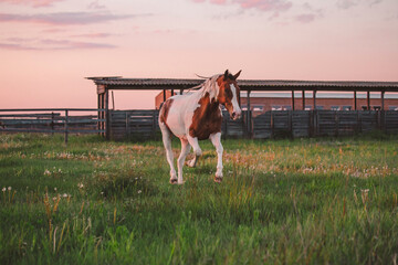 Pinto horse galloping in the grass field. Beautiful horse on a pasture. Young horse running in a...
