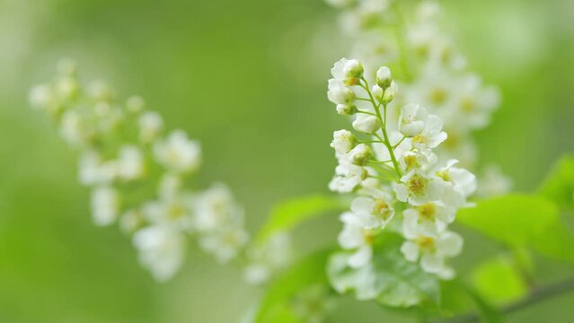 Flowering plant hackberry or hagberry in the rose family. Flowers of bird cherry or prunus padus in spring. Slow motion.