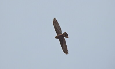 myszołów
