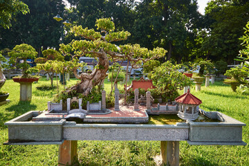 beautiful garden with bonsai trees. Eastern culture. bonsai tree with garden layout