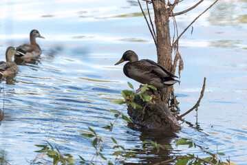 A Duck Standing On A Tree's Roots Growing In The River