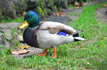 Naklejka na ściany i meble Wild duck mallard (male )stands on the green grass in the park. Close up photo outdoors.