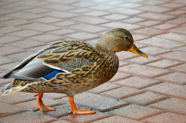   Wild duck mallard (female) walks along a cobblestone path . Close up photo outdoors.