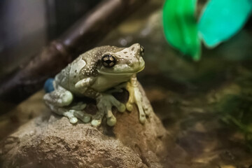 Frog sitting on a rock