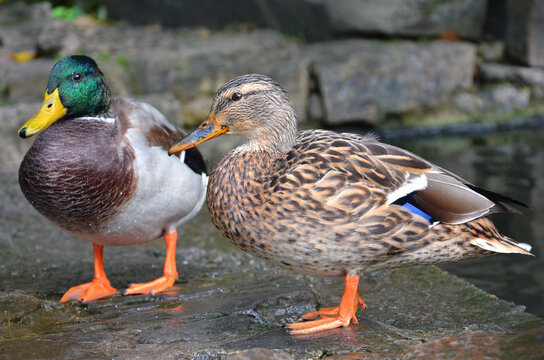 A couple of  wild ducks mallard stand on a stone near the park pond. Close up photo.