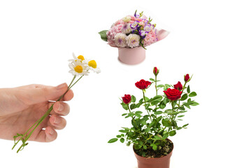 Bouquet of daisies isolated on white.