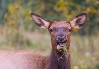 Elk