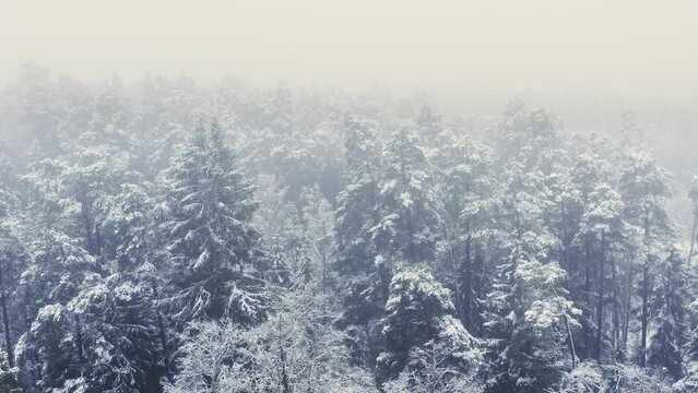 Aerial view of winter forest with snow. Flight over a misty winter forest.