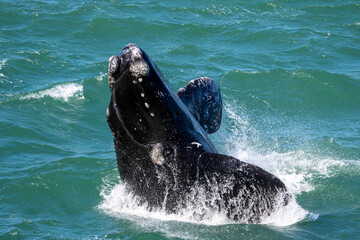 Southern right whale (Eubalaena australis) calf breaching showing callosities. Hermanus, Whale...
