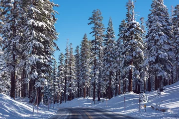 Fotobehang Winter forest © Galyna Andrushko