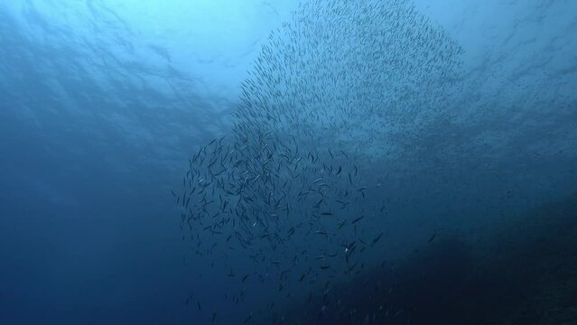 Nature underwater - Little tunny attacks a school of small fish