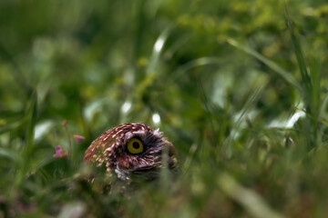 A small burrowing owl peering up out of the grass