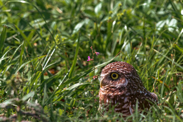 A burrowing owl sitting in the grass