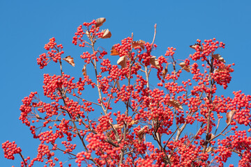 branch of rowan plant with berries on blue sky background