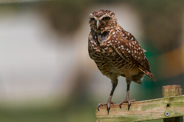 A burrowing owl sitting on a wooden perch