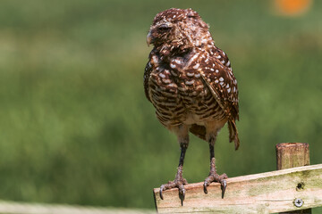 A burrowing owl sitting on a wooden perch